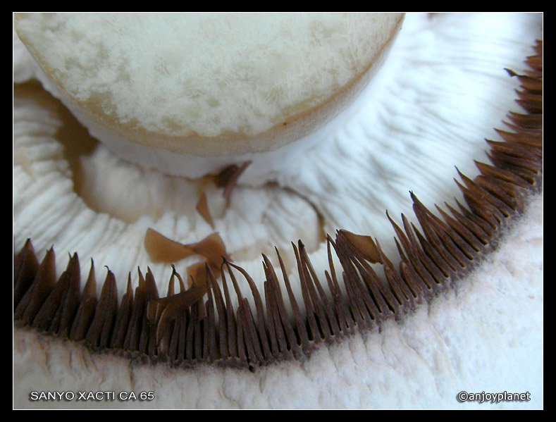 champignon