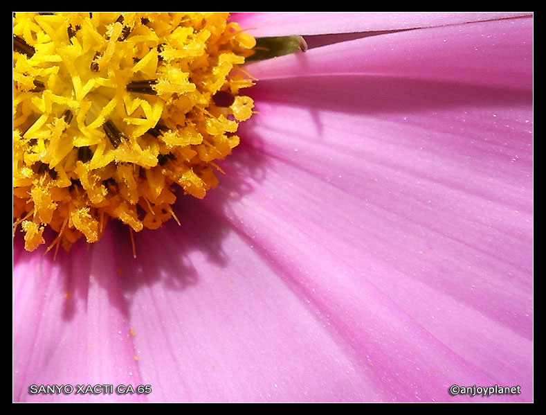 fleur1