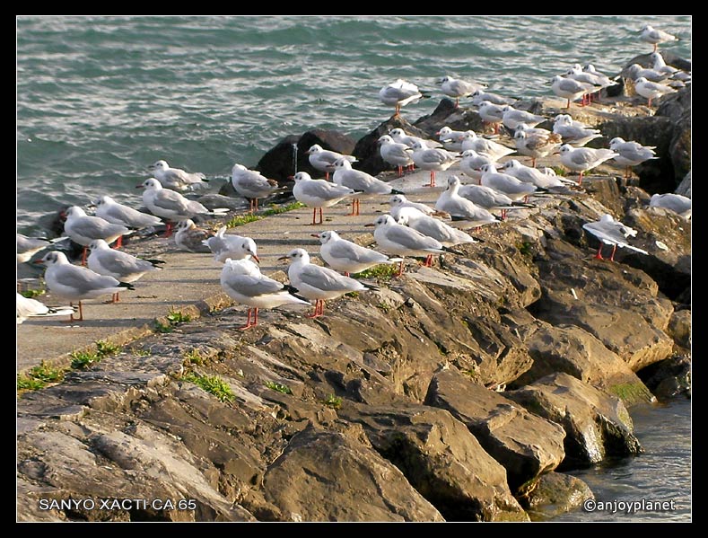 mouettes