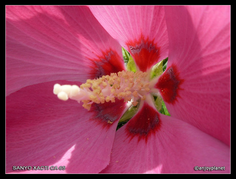 pistil